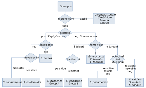 gram positive classification