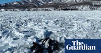 Killer whales trapped in drift ice off Japan’s Hokkaido coast escape | Japan | The Guardian