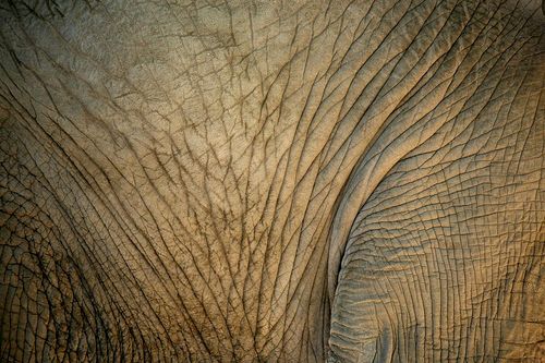 elephant skin 4526726581