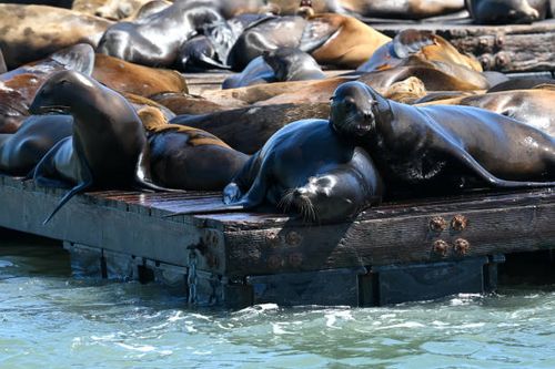 Pier 39 Sea Lions