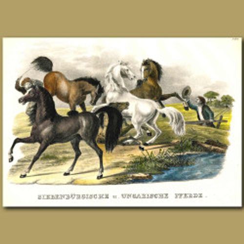Wild Horses