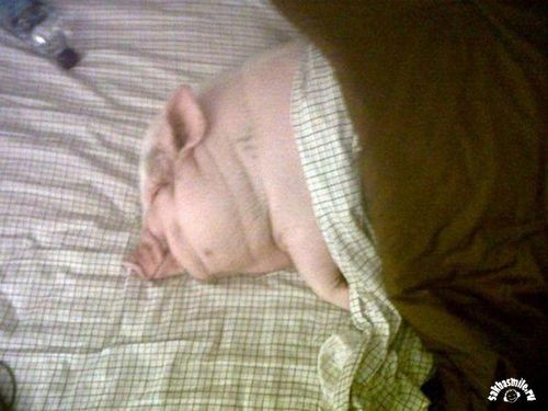 a baby pig sleeping on top of a bed