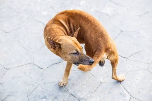 A stray dog bite tail and stand on the asphalt street. A stray dog bite tail and stand on the asphalt street. dog tail stock pictures, royalty-free photos & images