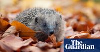 UK hedgehog sightings on the rise after years of decline, survey finds | Animals | The Guardian