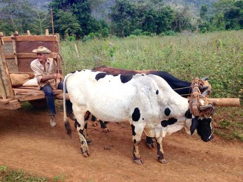 Farmer with cow-drawn tractor in Cuba A Cuban man is seen on a tractor or wagon led by two cows in Vinales, Pinar del Rio, Cuba. bullock cart stock pictures, royalty-free photos & images