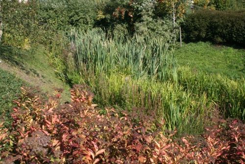 Magdalen Mead Well