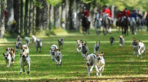 Riders and dogs take part in a traditional fox hunt near the southern German town of Oberschleisheim on September 6, 2009. AFP PHOTO DDP / OLIVER...