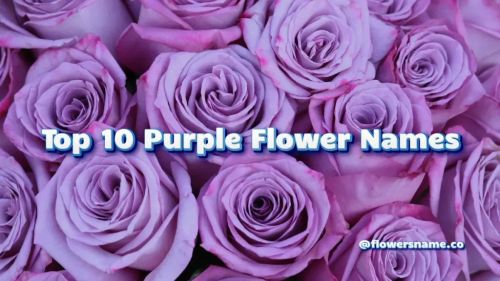 Top 10 Purple Flower Names
