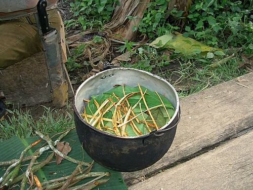 Ayahuasca_prep.JPG