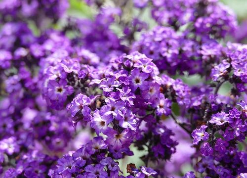 Heliotrope purple flowers